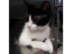 Adopt Vela a Domestic Short Hair