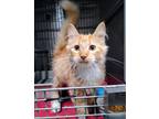Adopt Fern a Domestic Medium Hair