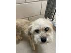 Adopt Mr. Kaplan a Mixed Breed