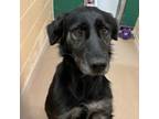 Adopt Trisha a Australian Shepherd, Mixed Breed