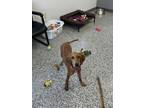Adopt Dottie a Plott Hound, Mixed Breed