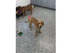 Adopt Winnie a Plott Hound, Mixed Breed