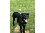Adopt Lucy a German Shorthaired Pointer, Labrador Retriever