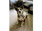 Adopt Luna a Australian Cattle Dog / Blue Heeler, Australian Shepherd