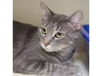 Adopt Cammie a Domestic Short Hair