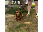 Adopt Millie a Dachshund