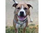 Adopt Carrie a Mixed Breed