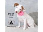 Adopt Piglet a Basset Hound, Pointer