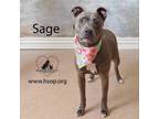Adopt Sage a American Staffordshire Terrier