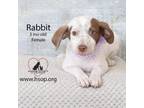 Adopt Rabbit a Basset Hound, Pointer