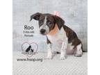 Adopt Roo a Basset Hound, Pointer