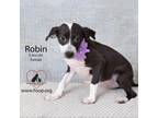 Adopt Robin a Basset Hound, Pointer