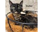 Adopt Butter a Domestic Short Hair