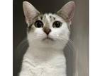 Adopt Suzy a Domestic Short Hair