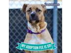 Adopt Jasmine a Mixed Breed