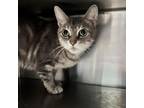 Adopt Beatrice a Domestic Short Hair