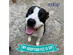Adopt Carley a Mixed Breed