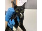 Adopt Sarah Lynn a Domestic Short Hair