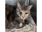Adopt Princess Carolyn a Domestic Short Hair