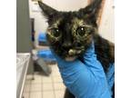 Adopt Vanessa Gekko a Domestic Short Hair