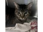 Adopt Diane a Domestic Short Hair