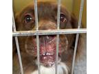 Adopt Lucy a Mixed Breed