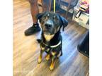 Adopt Raven a Retriever, Shepherd
