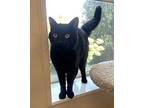Munchkin, Domestic Shorthair For Adoption In Arlington, Vermont