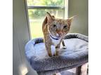 Secret, American Bobtail For Adoption In Umatilla, Florida
