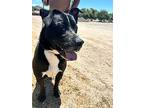 Hank, Labrador Retriever For Adoption In Seattle, Washington