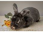 Blackavar, Havana For Adoption In Longwood, Florida