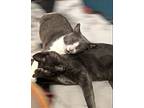 Maude, Russian Blue For Adoption In Hawthorne, California