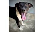 Smores, Terrier (unknown Type, Medium) For Adoption In Centerton, Arkansas