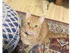 Milo, American Shorthair For Adoption In Greensboro, North Carolina