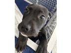 Adopt Connie a Pit Bull Terrier, Mixed Breed
