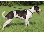 Capri, American Staffordshire Terrier For Adoption In Fort Myers, Florida