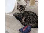 Jill, American Shorthair For Adoption In West Palm Beach, Florida