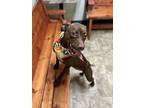 Petunia, Labrador Retriever For Adoption In Pilot Point, Texas