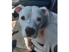 Georgia, American Pit Bull Terrier For Adoption In Dallas, Texas
