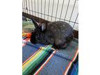 Autumn, Dwarf For Adoption In Victoria, British Columbia