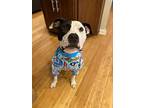Johnson, American Pit Bull Terrier For Adoption In Raleigh, North Carolina