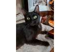 Ever, Bombay For Adoption In Knoxville, Tennessee