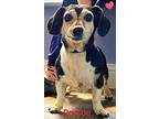 Roscoe, Dachshund For Adoption In Bensalem, Pennsylvania