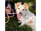 Adopt Berka - Chino Hills Location a Papillon