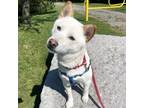 Adopt Gigi a Shiba Inu