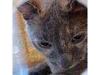 Adopt Lola Brown a Domestic Short Hair