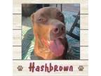 Adopt Hashbrown a Labrador Retriever