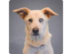 Adopt Holly a Siberian Husky, Mixed Breed