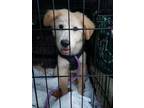 Adopt Buffy a Great Pyrenees, Mixed Breed