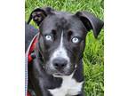 Adopt Blue a Mixed Breed